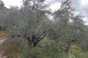 GENAZZANO OLIVETO 150 PIANTE