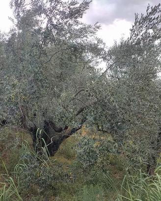 GENAZZANO OLIVETO 150 PIANTE
