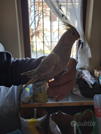 Calopsite allevata a mano