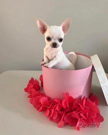 Chihuahua
