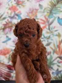 ? cuccioli di barboncino - diverse taglie disponi