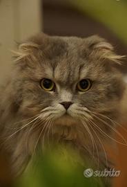 Scottish fold disponibile per accoppiamento