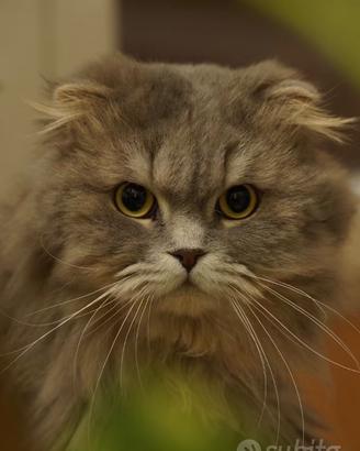 Scottish fold disponibile per accoppiamento