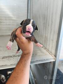Amstaff cuccioli
