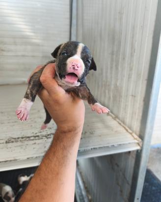 Amstaff cuccioli