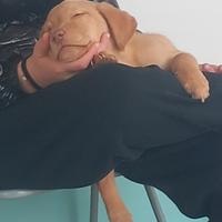 Ultima cucciolina labrador