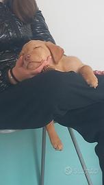 Ultima cucciolina labrador