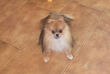 Spitz pomerania