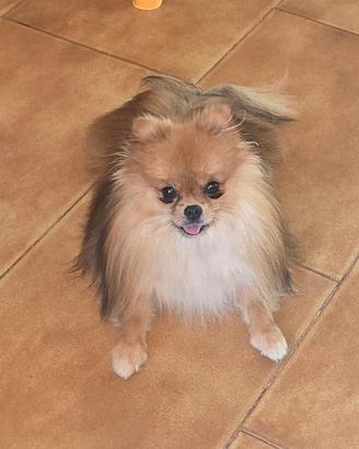 Spitz pomerania