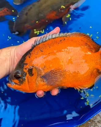 Astronotus