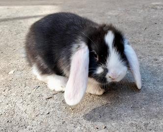Cuccioli coniglio ariete