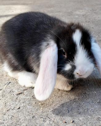 Cuccioli coniglio ariete