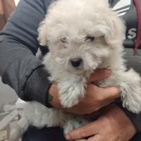 Cucciola Maltese