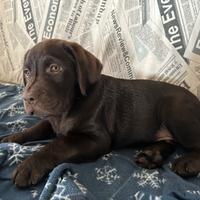 Labrador retriever chocolate