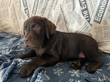 Labrador retriever chocolate