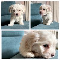 Cane Maltese