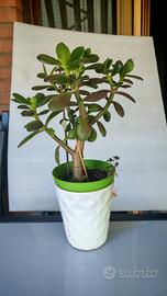 Crassula
