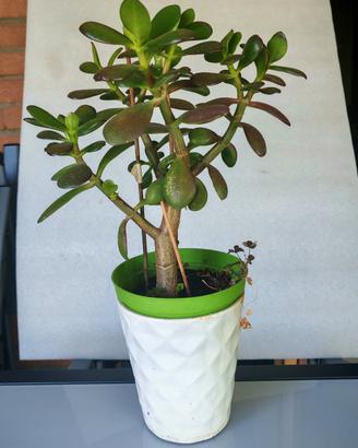 Crassula