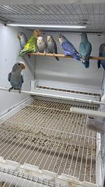 Novelli inseparabili