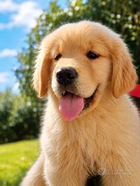 Golden Retriever Americano Pedigree