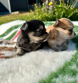 Cuccioli di chihuahua con pedigree enci
