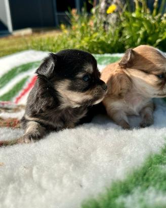 Cuccioli di chihuahua con pedigree enci
