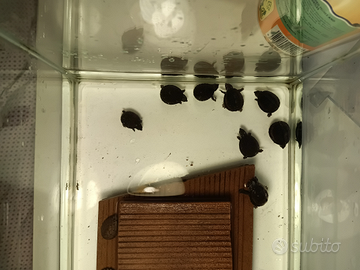 Sternotherus carinatus e Sternotherus odoratus