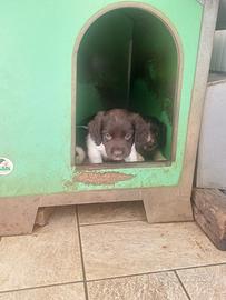 Cuccioli springer spaniel inglese