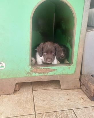 Cuccioli springer spaniel inglese