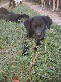 Animali cani cuccioli