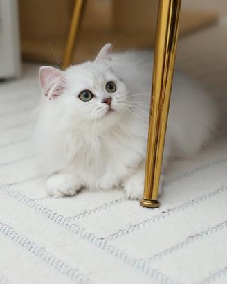 Gattina scottish straight British meravigliosa 