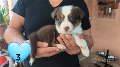 Cuccioli di Pastore Australiano