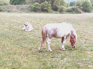 Pony di tre anni e mezzo