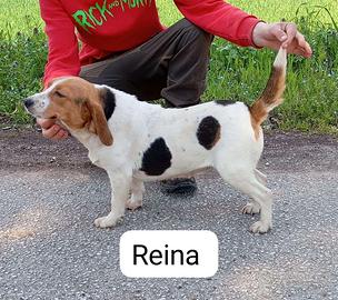 Beagle capo muta sul cinghiale