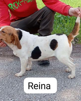 Beagle capo muta sul cinghiale