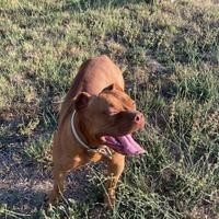 Pitbull red nose ukc