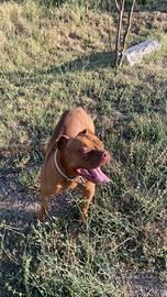 Pitbull red nose ukc