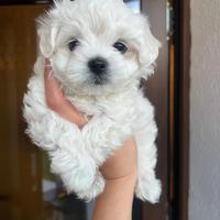Cuccioli di maltese