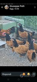 Galline brahma vorwerk austrolop amrocks