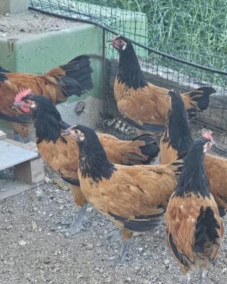 Galline brahma vorwerk austrolop amrocks