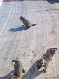 Cuccioli di kangal