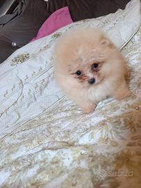 Spitz pomerania