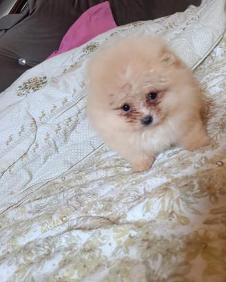 Spitz pomerania