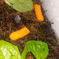 Lumache achatina africane