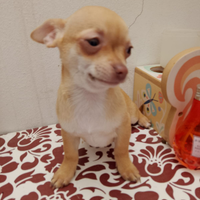Cucciolo di Chihuahua
