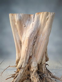 🌳 Tronco Ceppo legno di Cipresso naturale radici