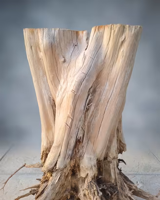 🌳 Tronco Ceppo legno di Cipresso naturale radici