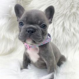Bulldog francese blu