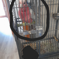 Cacatua roseicapilla