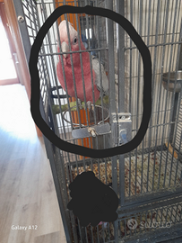 Cacatua roseicapilla